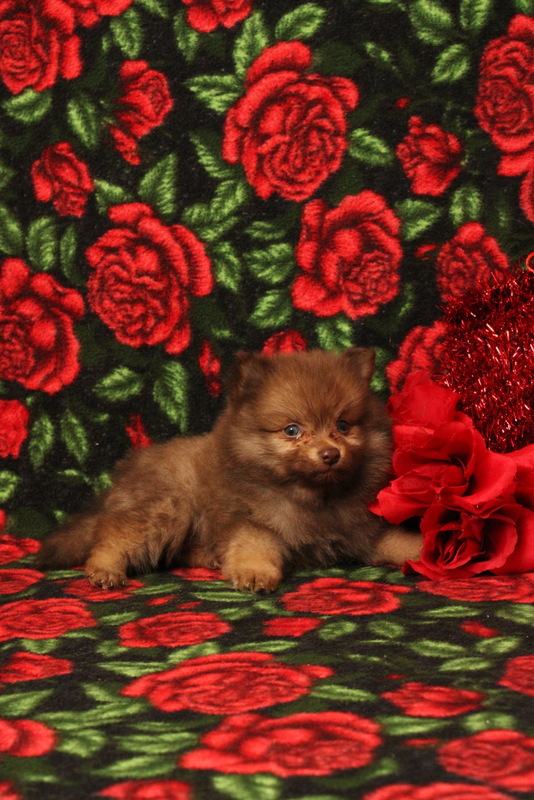 puppy, for, sale, Pomeranian, Matthew B. Stoltzfus, dog, breeder, Gap, PA, dog-breeder, puppy-for-sale, forsale, nearby, find, puppyfind, locator, puppylocator, aca